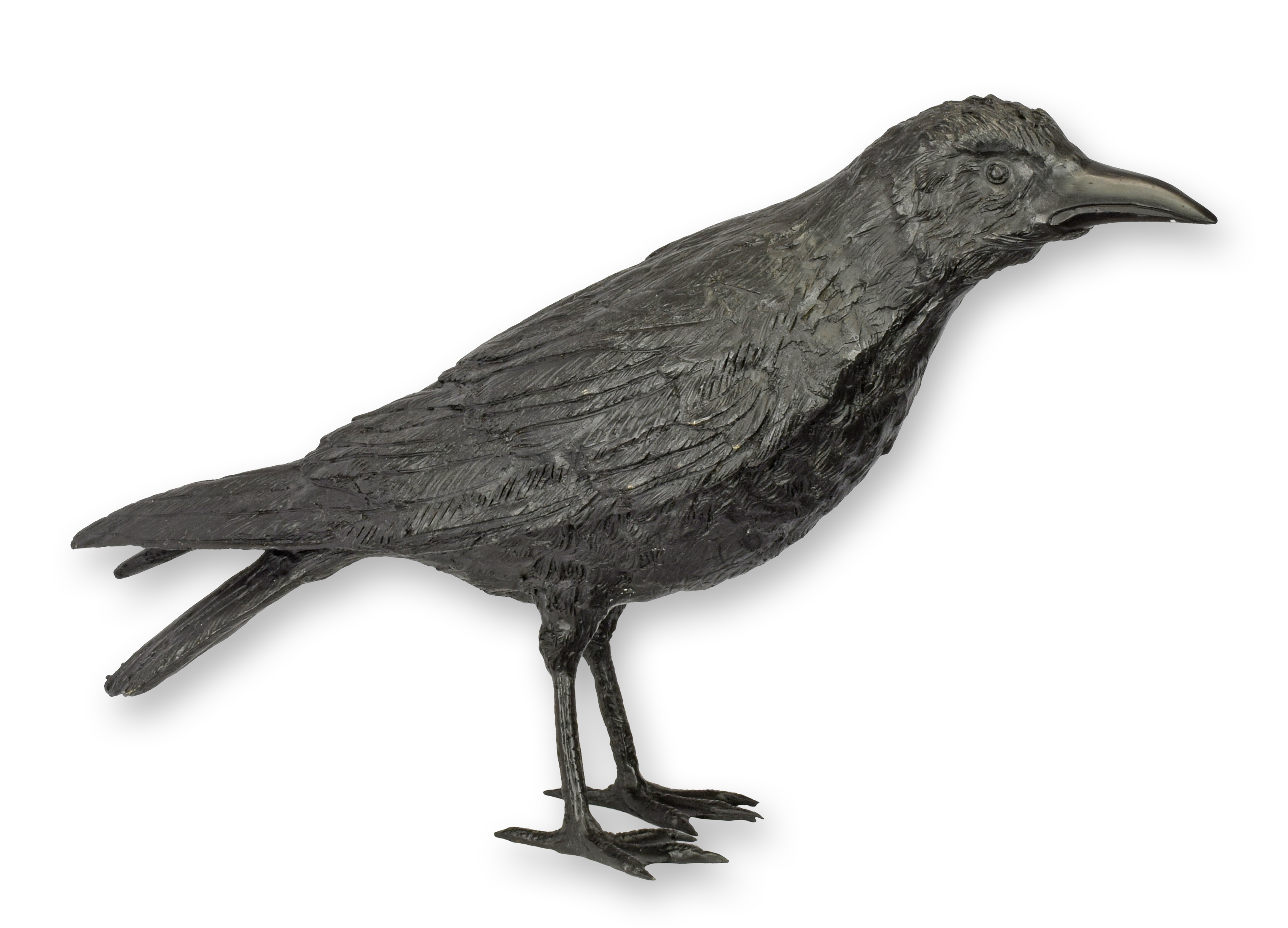 Tier, Vogel, Amsel, Krähe